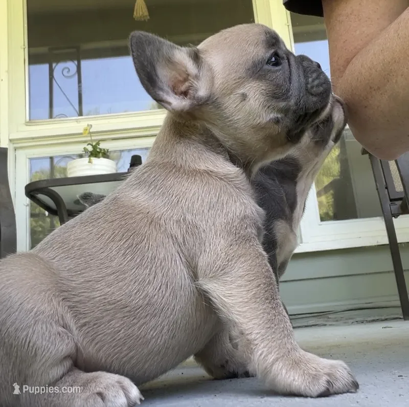 Ruby – French Bulldog puppy for sale in Emporium, PA