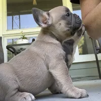 Ruby, a female French Bulldog for sale in Emporium, PA – 6 of 6