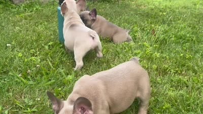 Cream, a male French Bulldog for sale in Emporium, PA – 2 of 3