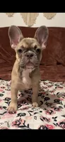 Paisley, a female French Bulldog for sale in Emporium, PA – 5 of 5