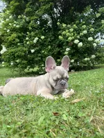 Paisley, a female French Bulldog for sale in Emporium, PA – 6 of 10