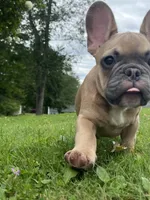 Blue , a male French Bulldog for sale in Emporium, PA – 7 of 9