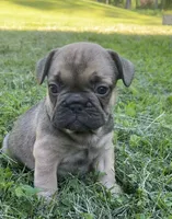 Sadie, a female French Bulldog for sale in Emporium, PA – 2 of 5