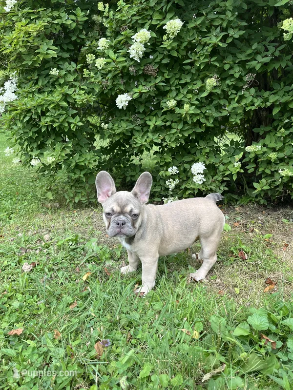 Paisley – French Bulldog puppy for sale in Emporium, PA