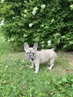 Paisley, a female French Bulldog for sale in Emporium, PA – 1 of 10