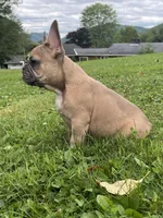 Blue , a male French Bulldog for sale in Emporium, PA – 2 of 9