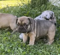 Sadie, a female French Bulldog for sale in Emporium, PA – 4 of 5