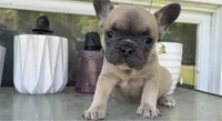 Ruby, a female French Bulldog for sale in Emporium, PA – 1 of 6