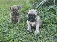 Sadie, a female French Bulldog for sale in Emporium, PA – 5 of 5