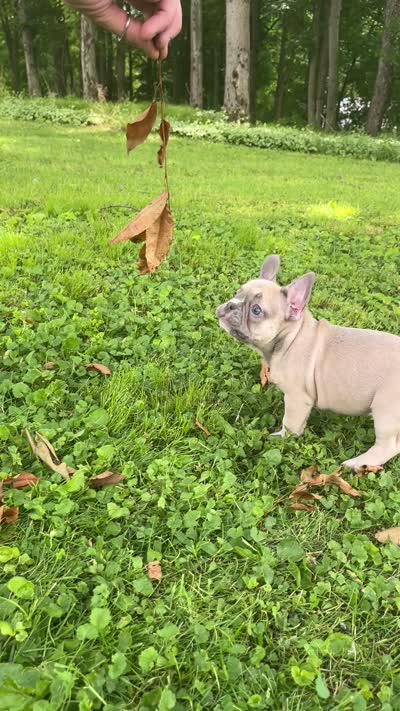 Reduced!!!, a male French Bulldog for sale in Emporium, PA – 3 of 3