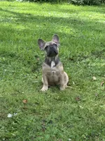Hershey , a female French Bulldog for sale in Emporium, PA – 3 of 5