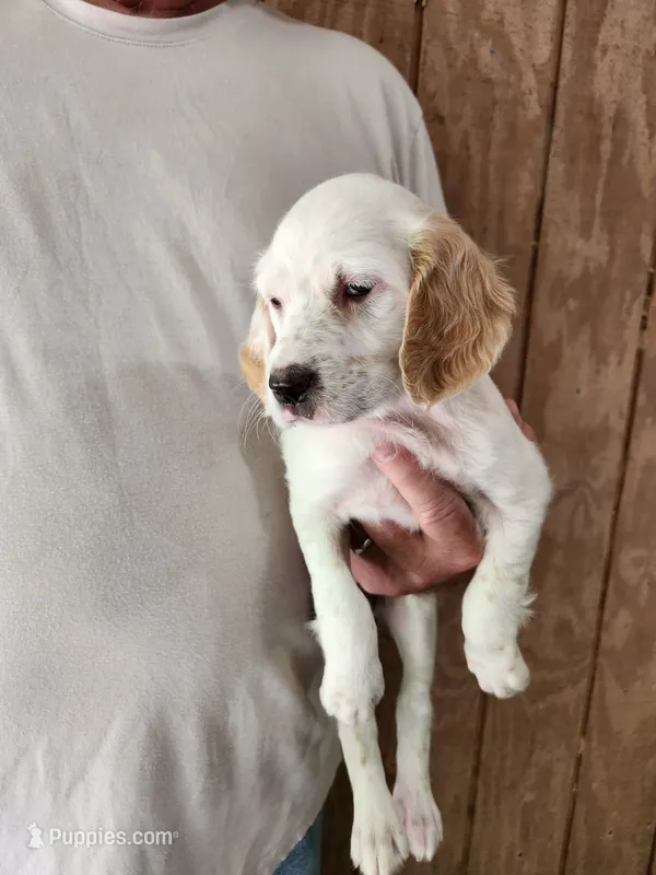 Female 3 Pink Llewellin Setter  – English Setter puppy for sale in Dinwiddie, VA