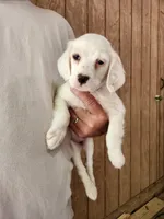 Female 2 Green Llewellin Setter , a female English Setter for sale in Dinwiddie, VA – 1 of 5