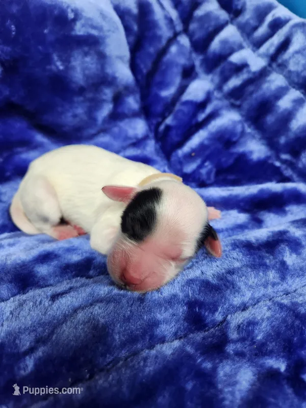 Male 2 Tan Llewellin Setter  – English Setter puppy for sale in Dinwiddie, VA