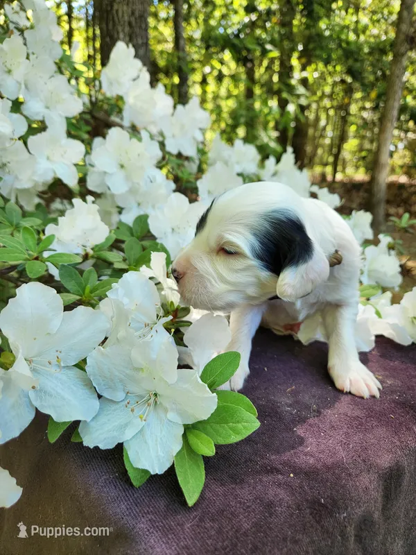 Male 2 Tan Llewellin Setter  – English Setter puppy for sale in Dinwiddie, VA