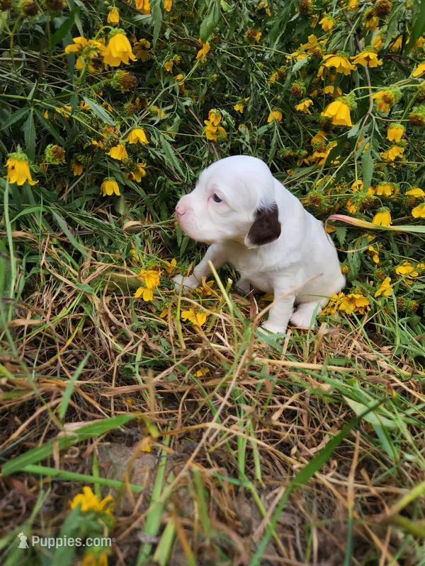 Male 2 Llewellin Setter – English Setter puppy for sale in Dinwiddie, VA