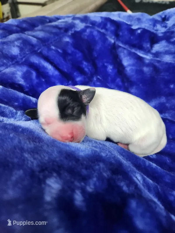 Male 3 Purple Llewellin Setter  – English Setter puppy for sale in Dinwiddie, VA