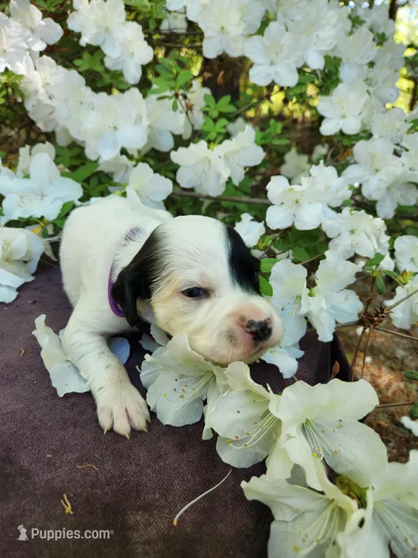Male 3 Purple Llewellin Setter  – English Setter puppy for sale in Dinwiddie, VA