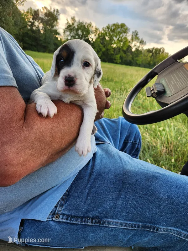 Male 4 Llewellin Setter  – English Setter puppy for sale in Dinwiddie, VA