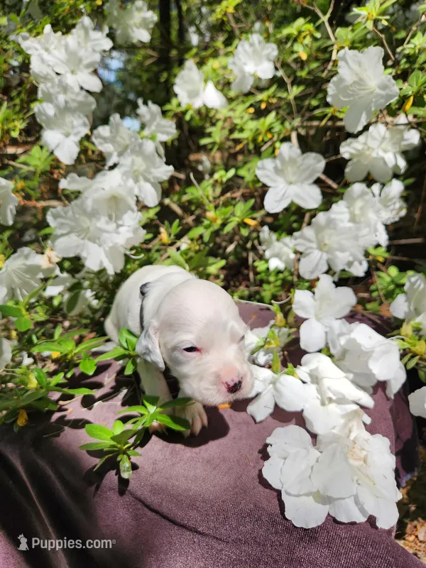 Male 5 Black Llewellin Setter  – English Setter puppy for sale in Dinwiddie, VA