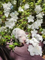 Male 5 Black Llewellin Setter , a male English Setter for sale in Dinwiddie, VA – 5 of 5
