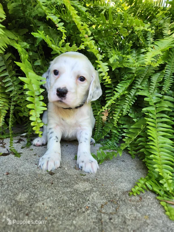 Male 5 Black Llewellin Setter  – English Setter puppy for sale in Dinwiddie, VA