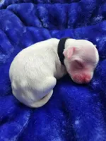 Male 5 Black Llewellin Setter , a male English Setter for sale in Dinwiddie, VA – 4 of 5