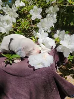 Male 5 Black Llewellin Setter , a male English Setter for sale in Dinwiddie, VA – 3 of 5
