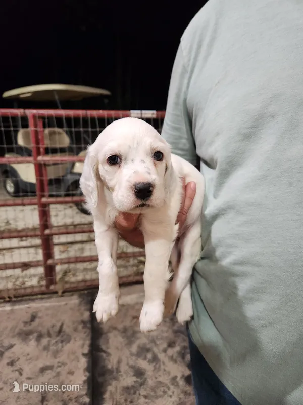 Female 1 Llewellin Setter  – English Setter puppy for sale in Dinwiddie, VA