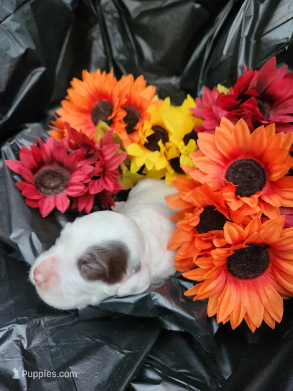 Female 2 Llewellin Setter  – English Setter puppy for sale in Dinwiddie, VA