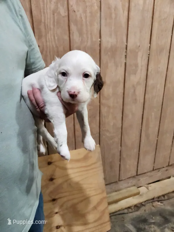 Male 2 Llewellin Setter – English Setter puppy for sale in Dinwiddie, VA