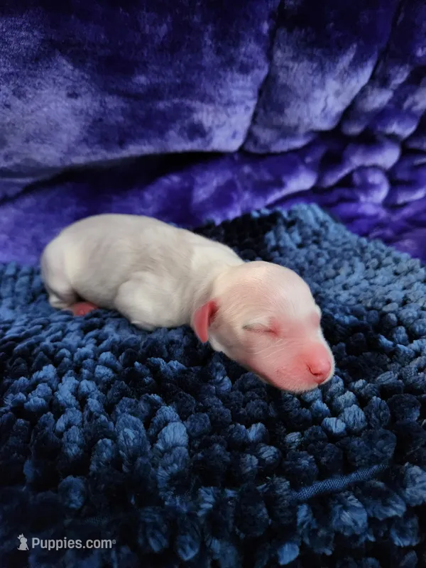 Male 3 Llewellin Setter  – English Setter puppy for sale in Dinwiddie, VA