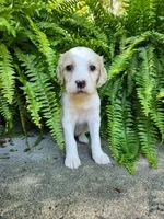 Female 4 Yellow Llewellin Setter , a female English Setter for sale in Dinwiddie, VA – 2 of 5
