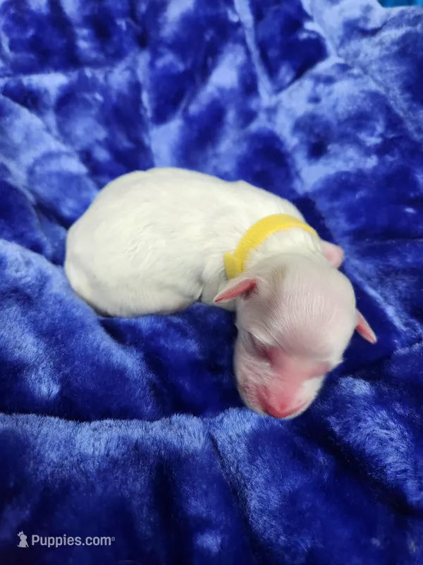 Female 4 Yellow Llewellin Setter  – English Setter puppy for sale in Dinwiddie, VA