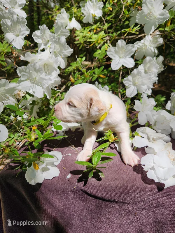 Female 4 Yellow Llewellin Setter  – English Setter puppy for sale in Dinwiddie, VA