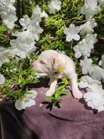 Female 4 Yellow Llewellin Setter , a female English Setter for sale in Dinwiddie, VA – 3 of 5