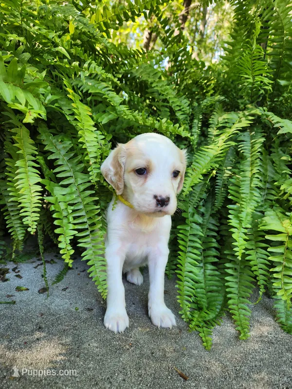 Female 4 Yellow Llewellin Setter  – English Setter puppy for sale in Dinwiddie, VA