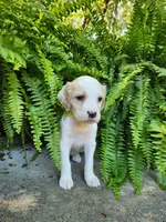 Female 4 Yellow Llewellin Setter , a female English Setter for sale in Dinwiddie, VA – 1 of 5