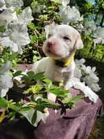 Female 4 Yellow Llewellin Setter , a female English Setter for sale in Dinwiddie, VA – 4 of 5