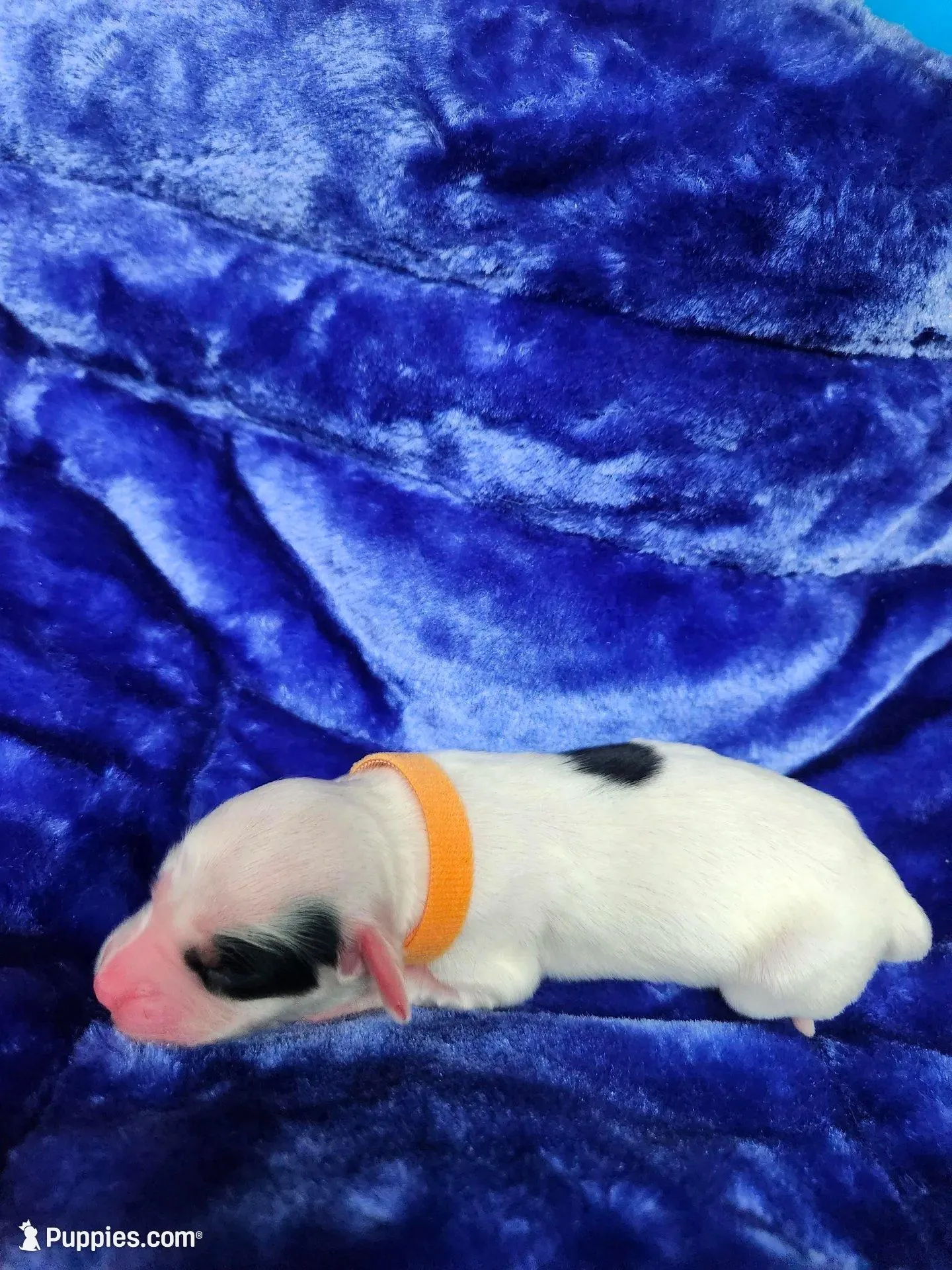 Female 1 Gold Orange Llewellin Setter  – English Setter puppy for sale in Dinwiddie, VA