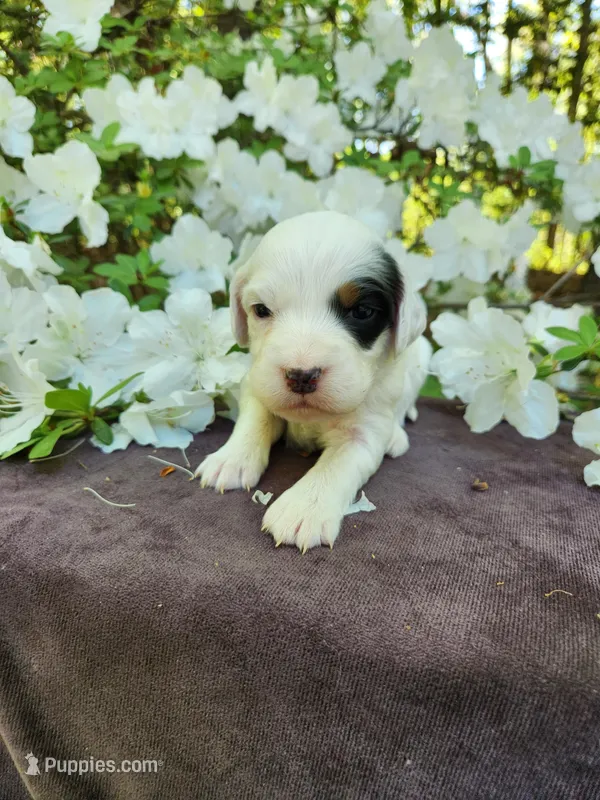 Female 1 Gold Orange Llewellin Setter  – English Setter puppy for sale in Dinwiddie, VA
