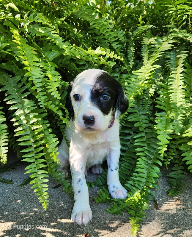 Male 3 Purple Llewellin Setter  – English Setter puppy for sale in Dinwiddie, VA