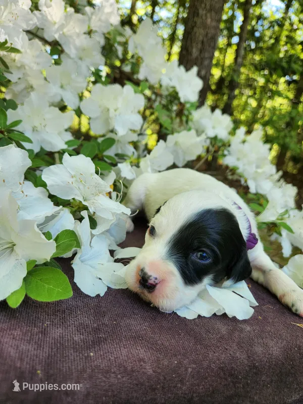 Male 3 Purple Llewellin Setter , a male English Setter for sale in Dinwiddie, VA – Photo 1 of 1