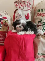 Blaze Lil Boy, a male Yorkipoo and Shih Tzu for sale in Dinwiddie, VA – Photo 2 of 4