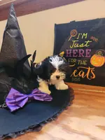 Blaze Lil Boy, a male Yorkipoo and Shih Tzu for sale in Dinwiddie, VA – Photo 4 of 4