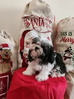 Blaze Lil Boy, a male Yorkipoo and Shih Tzu for sale in Dinwiddie, VA – Photo 1 of 4