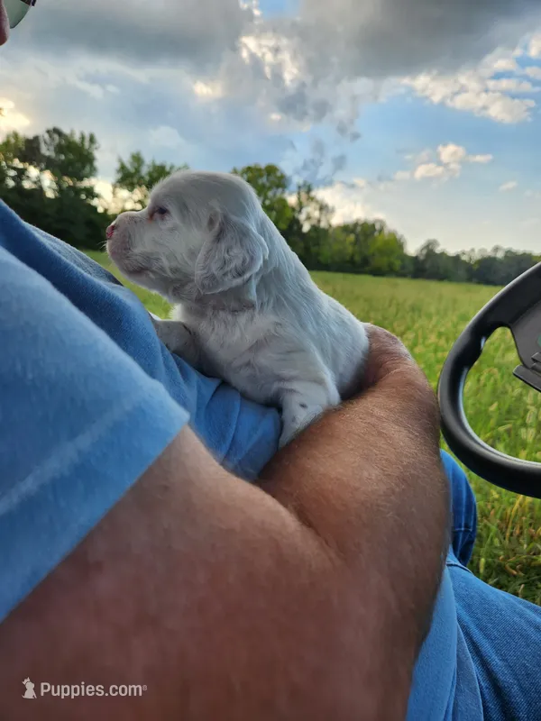 Male 1 Llewellin Setter – English Setter puppy for sale in Dinwiddie, VA