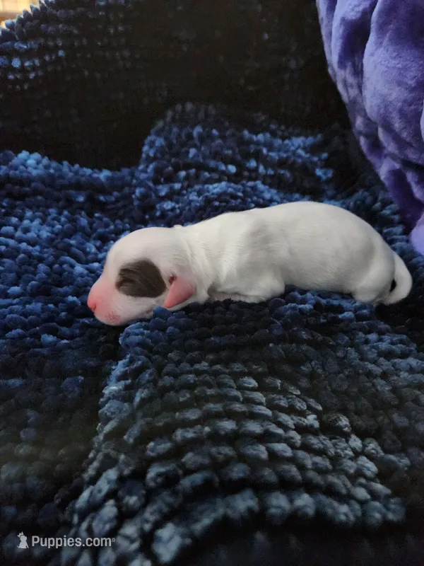 Female 2 Llewellin Setter  – English Setter puppy for sale in Dinwiddie, VA