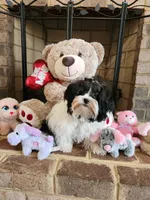 Lily, a female Shihpoo for sale in Dinwiddie, VA – Photo 1 of 6