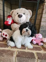Lily, a female Shihpoo for sale in Dinwiddie, VA – Photo 2 of 6